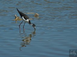 Florida_2007-2008-052